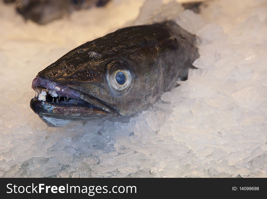 A fish on ice at a fish market. A fish on ice at a fish market