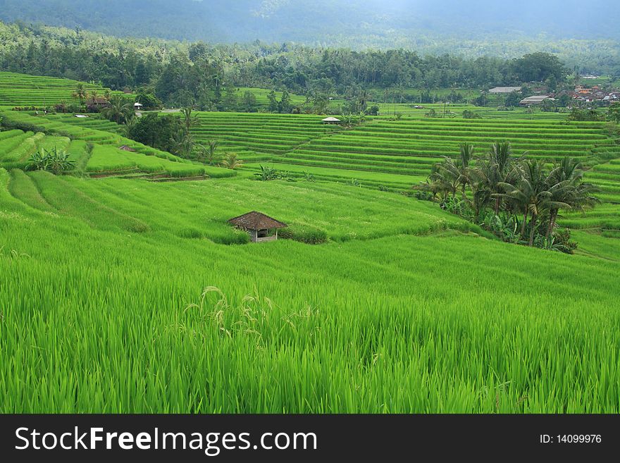 Green rice field with blue sky background at Bali, Indonesia. Green rice field with blue sky background at Bali, Indonesia