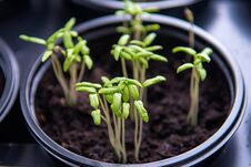 Small Plants Planting, The Seedling Trays For Agricultural Plants. Spring Planting. Early Seedlings Grown From Seeds In Boxes At Royalty Free Stock Images Small Plants Planting, The Seedling Trays For Agricultural Plants. Spring Planting. Early Seedlings Grown From Seeds In Boxes At Royalty Free Stock Images