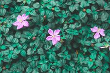 Pink Petals Blossom, Spanish Shawl Is Flowering Groundcover Plant Blooming On Dark Green Leaves Royalty Free Stock Images Pink Petals Blossom, Spanish Shawl Is Flowering Groundcover Plant Blooming On Dark Green Leaves Royalty Free Stock Images