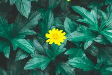 Pretty Yellow Petite Petals Of Creeping Daisy On Dark Green Leaves, Known As Many Name On Located Area Are Singapore Daisy Stock Image