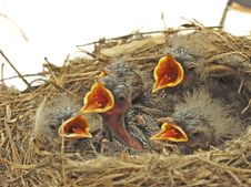 Nestling In A Nest Royalty Free Stock Photos