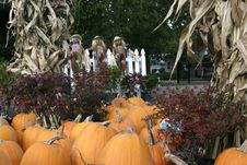 Pumpkins Stock Image Pumpkins Stock Image