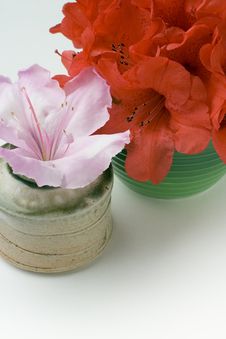 Red And Pink Rhodies Stock Image Red And Pink Rhodies Stock Image
