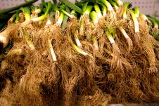 Green Onions Royalty Free Stock Image Green Onions Royalty Free Stock Image