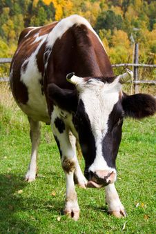 Curious Cow Stock Image