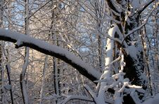 Snow On Tress In Early Morning Royalty Free Stock Photo Snow On Tress In Early Morning Royalty Free Stock Photo