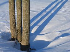 Three Trees And Shadows Royalty Free Stock Image