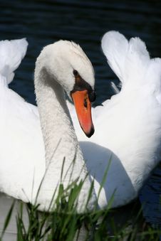 Swan On Pond Royalty Free Stock Photos