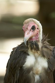 Vulture Close Up Stock Photos Vulture Close Up Stock Photos