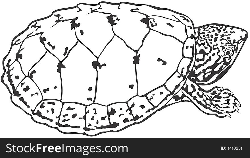 Smooth high resolution illustration of a turtle