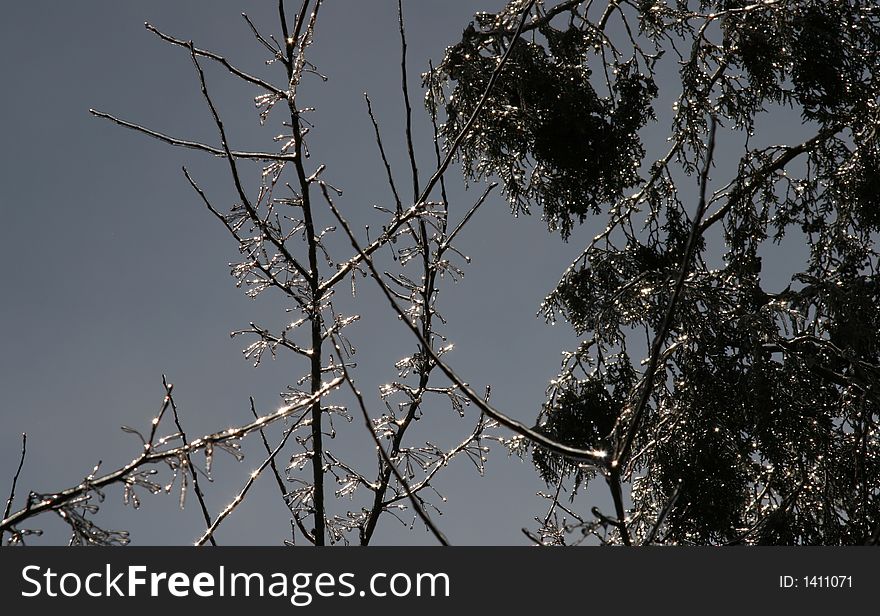 Winter Scene