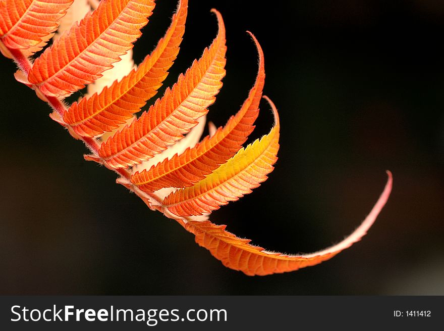 Orange and yellow leaves on black background. Orange and yellow leaves on black background