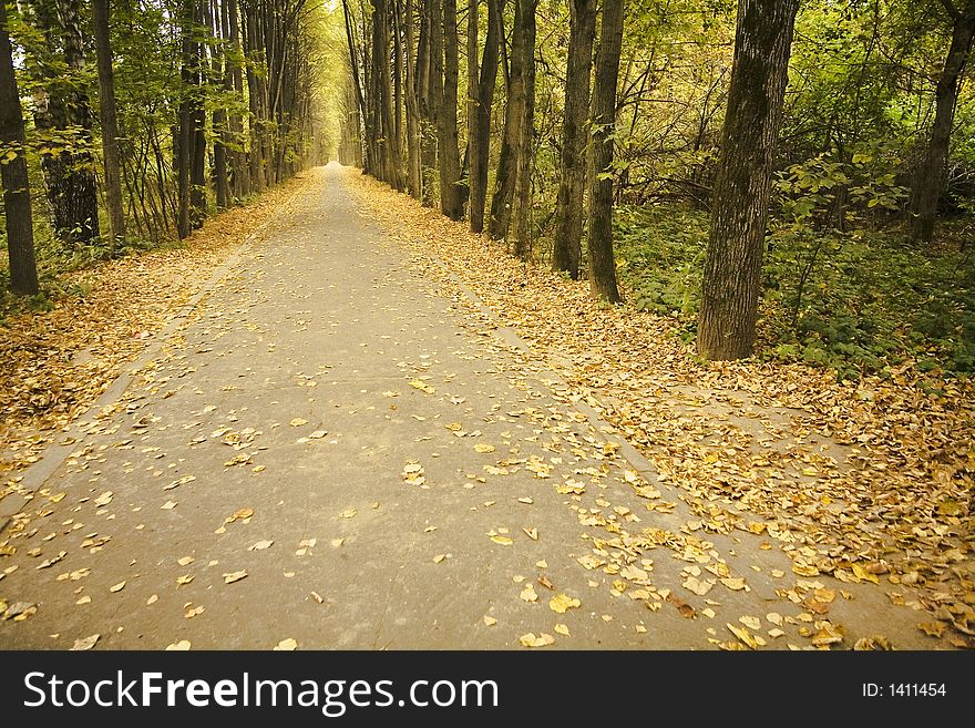 An avenue in a garden in bad autumn weather. An avenue in a garden in bad autumn weather.