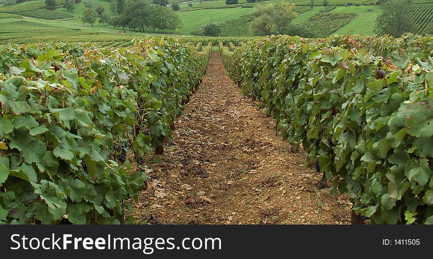 A vineyard in jura, france