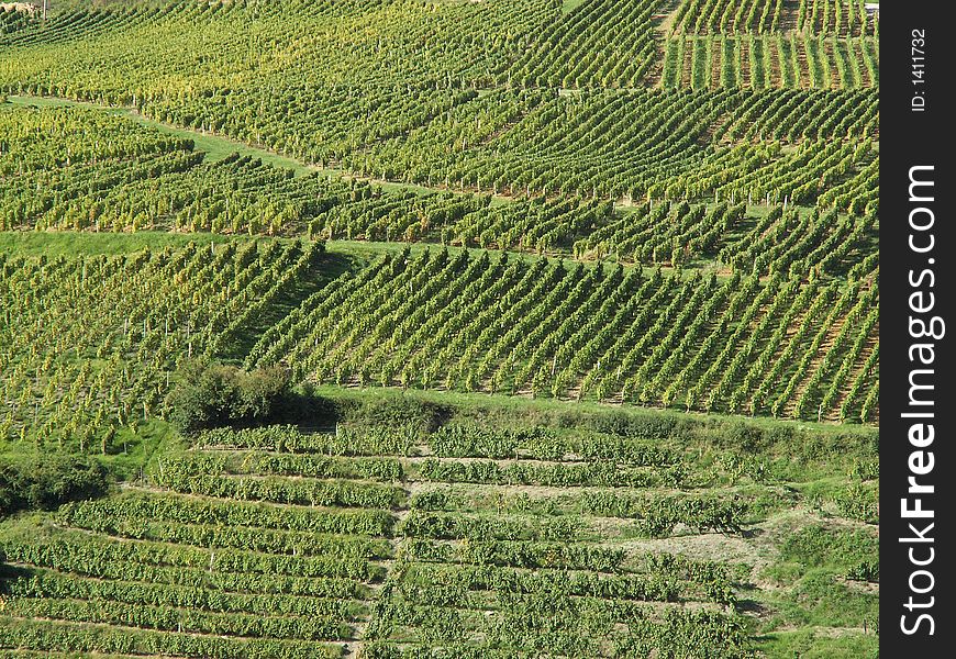 A vineyard in jura, france