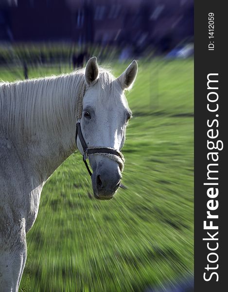 White horse on green meadow in summer