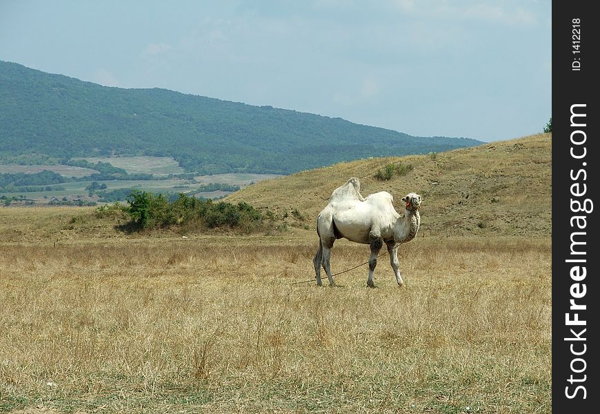 Camel grazed in mountains in the crimea. Camel grazed in mountains in the crimea