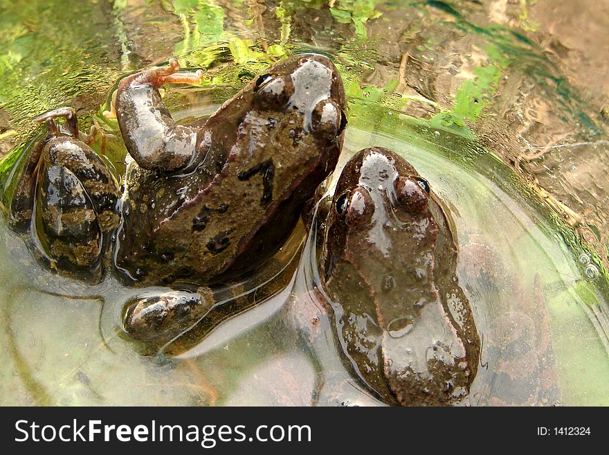 Two frogs are in a jar
