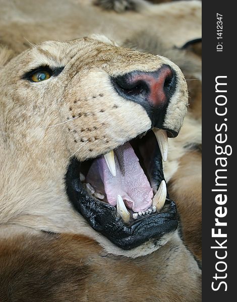 Lion open mouth closeup taxidermy