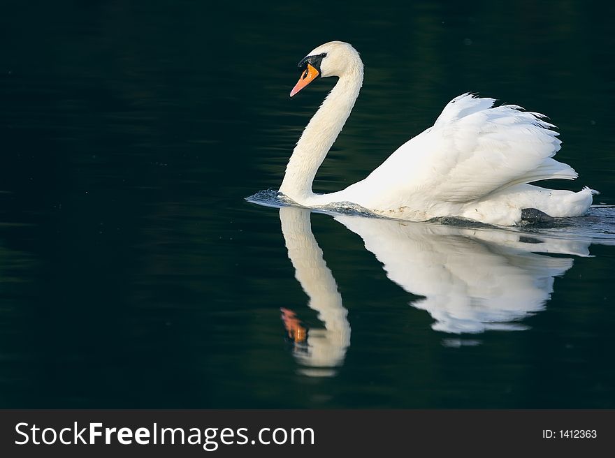 Mute Swan And Reflection
