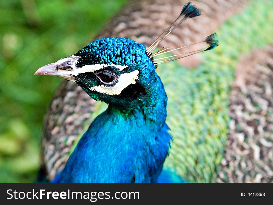 Head shot of a blue peacock