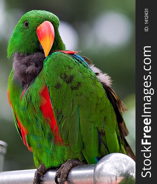 A beautiful green parrot with color feather