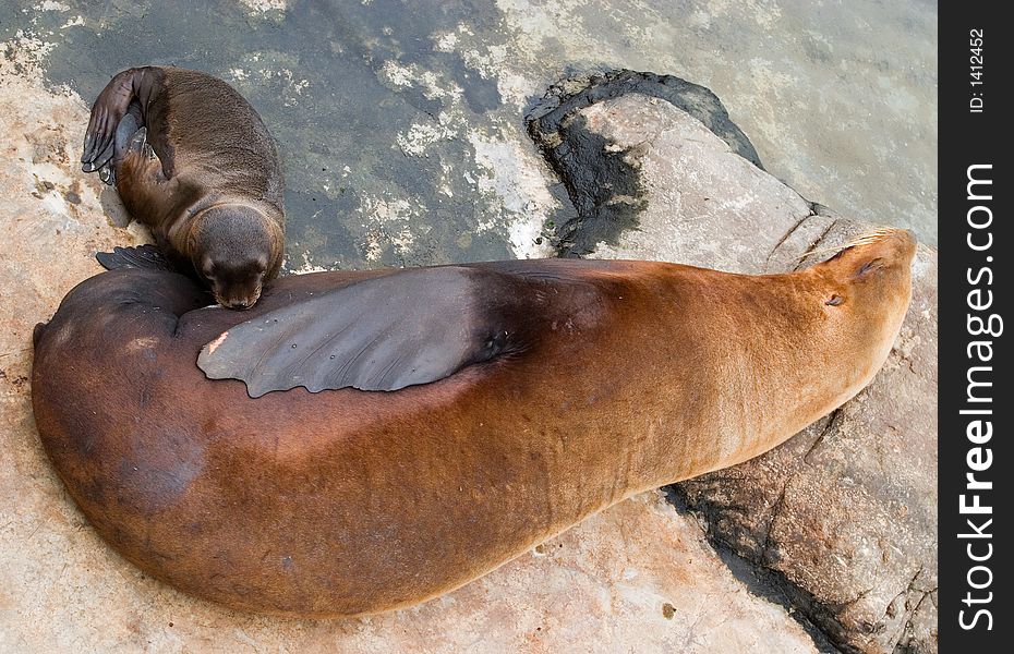 Sea lion feeding