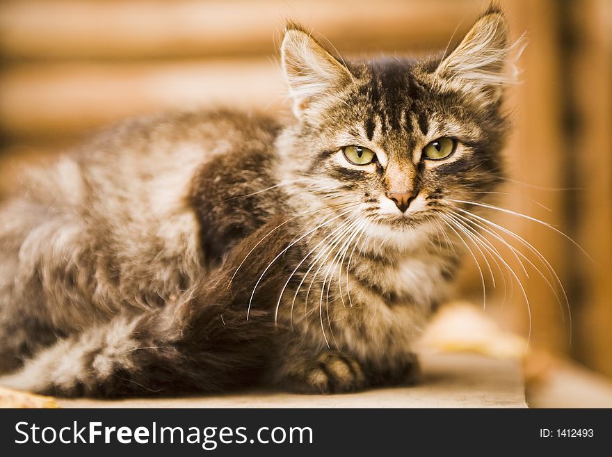 Serious Grey Rural Cat