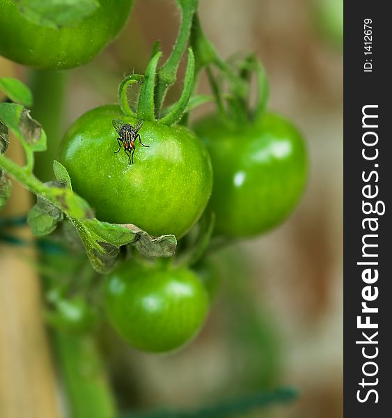 Green tomato in my private garden. Green tomato in my private garden