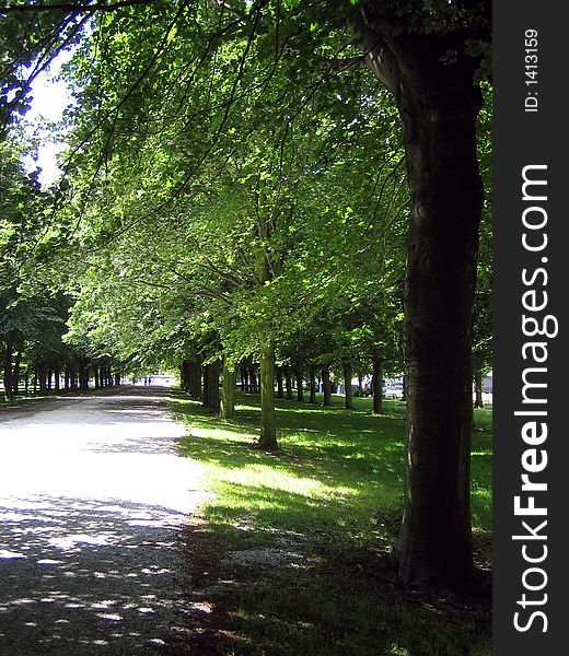 A street of trees in summer. A street of trees in summer.