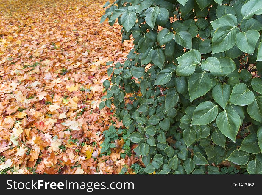 Alive leaves on a background of fallen ones. Alive leaves on a background of fallen ones