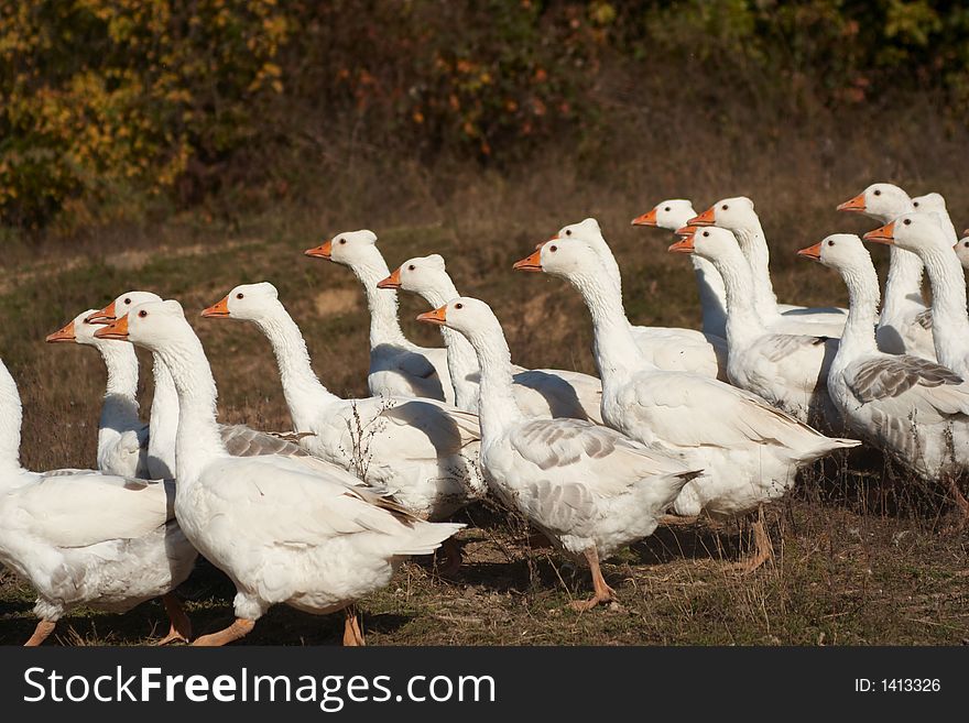 Some domestic geese running on ground