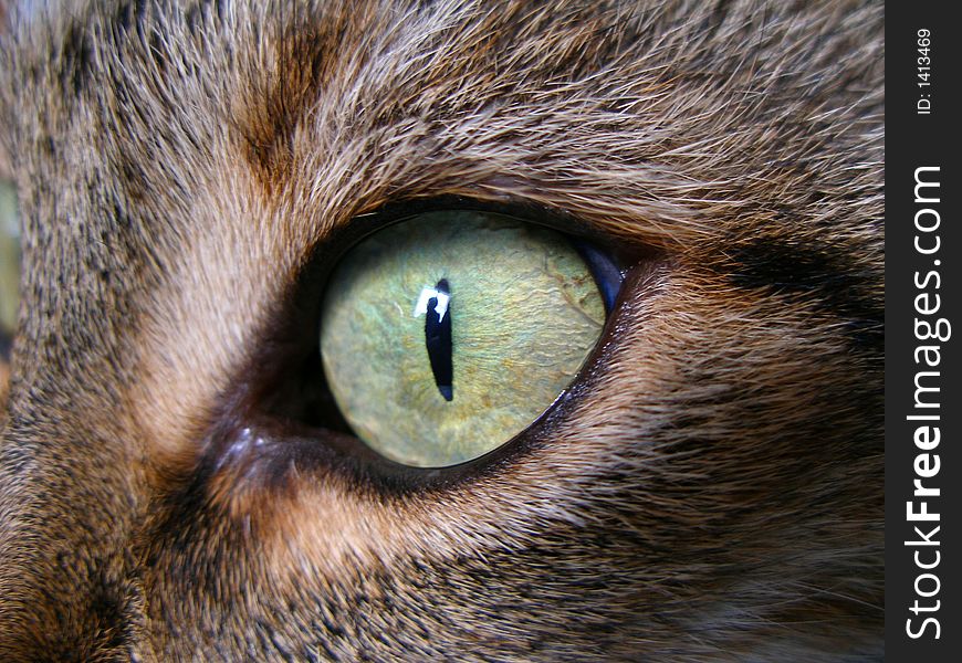 To see the cat's eyes