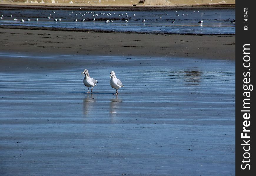 Two seagulls out for a morning stroll and having a chat. Two seagulls out for a morning stroll and having a chat.