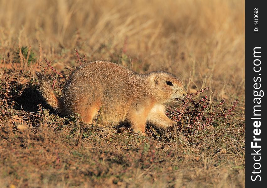 Blacktail Prairie Dog