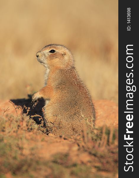 Blacktail Prairie Dog in Devils Tower National Monument