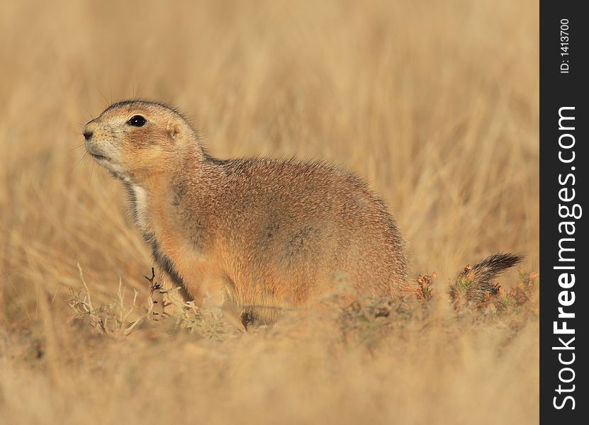 Blacktail Prairie Dog