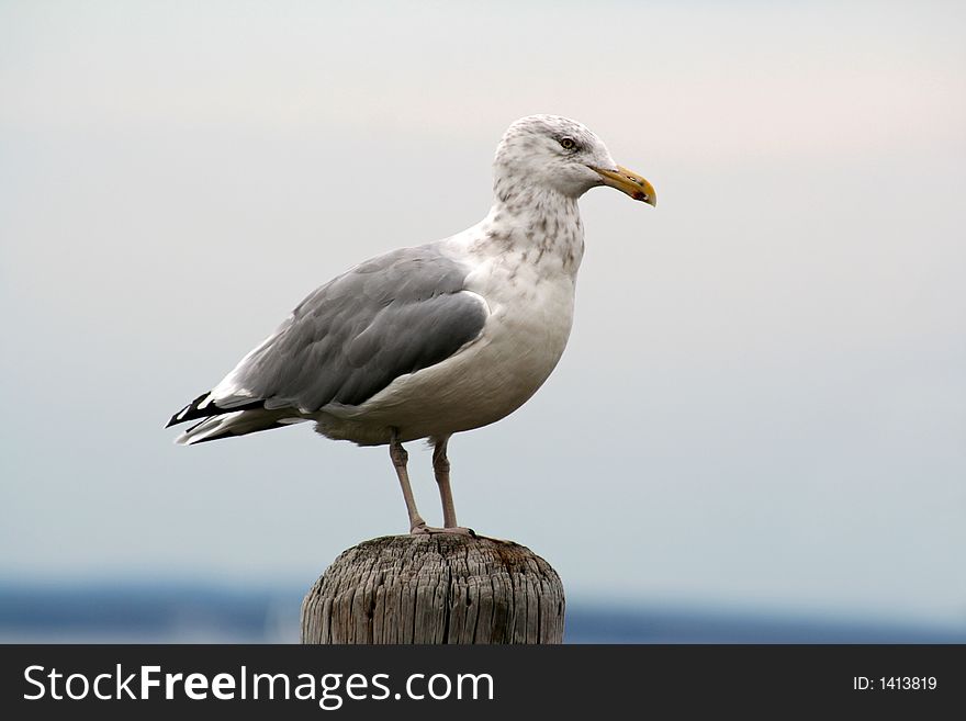 Seagull Perched on Wooden Pier