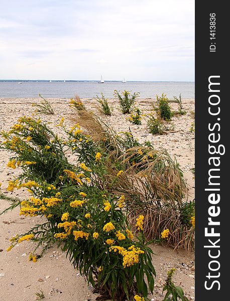 Beach Scenic Lined with Yellow Fowers