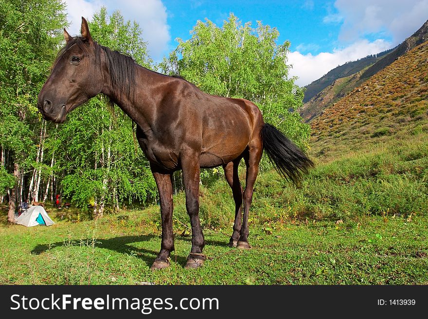 Black Horse portrait. Altay. Russia.
