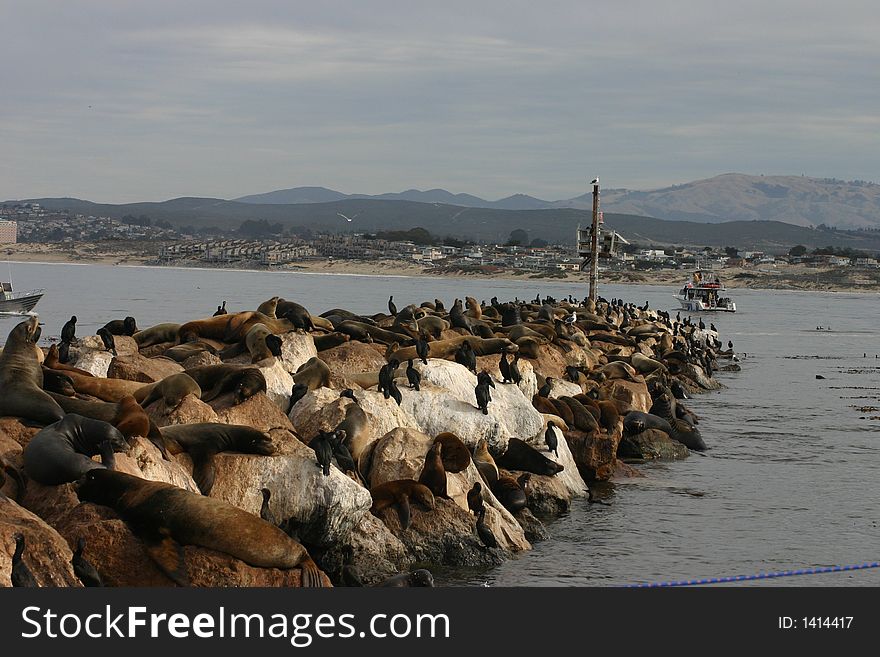 Wild Sea Lions congregate at Breakwater Cove, Monterey, California. Wild Sea Lions congregate at Breakwater Cove, Monterey, California.