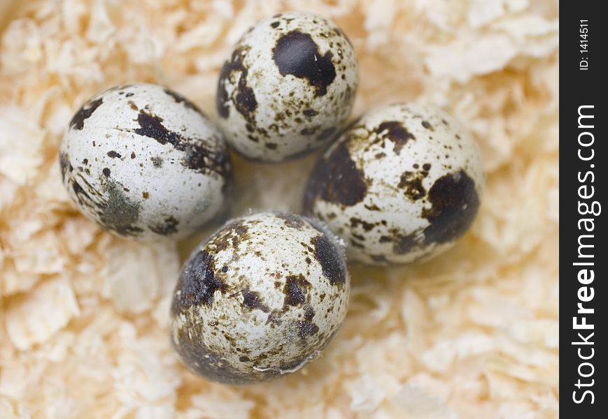 Four Golden Quail Eggs in Nest.