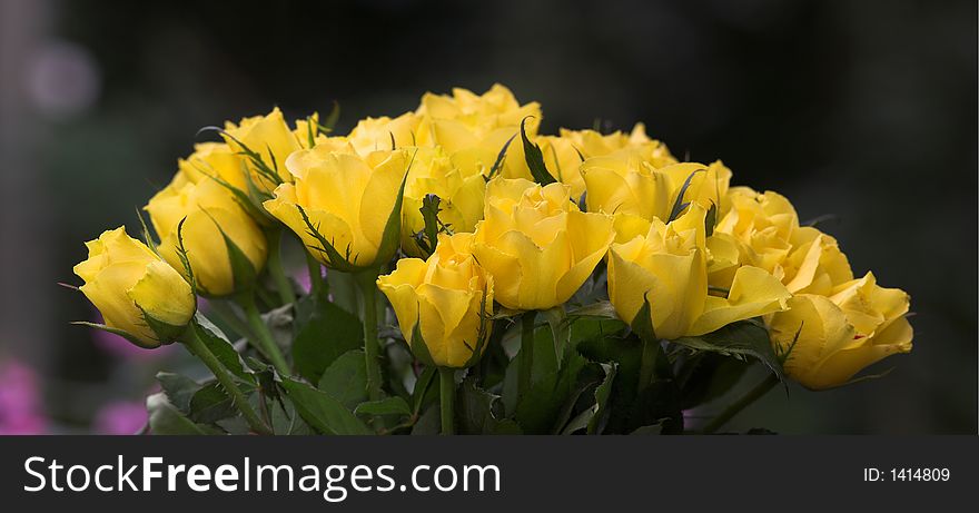 Yellow roses in my garden