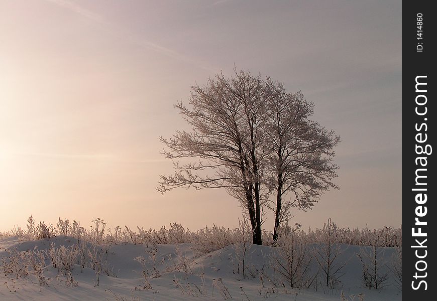 Lonely trees in a field. A winter landscape. On a dawn.