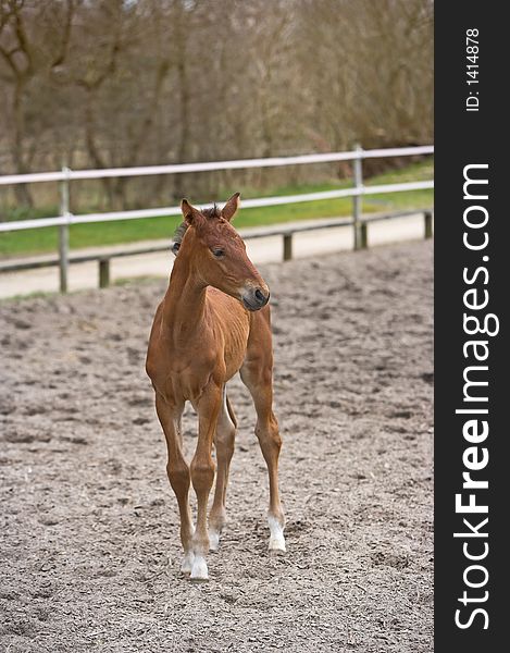 A young foul, only few weeks old