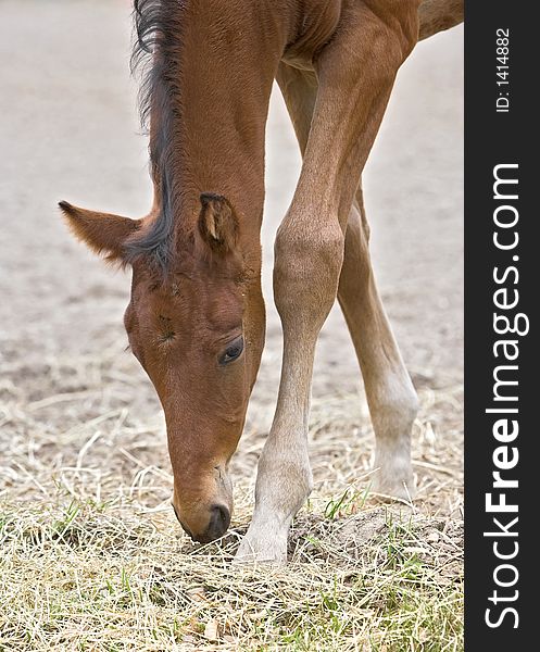 A young foul, only few weeks old