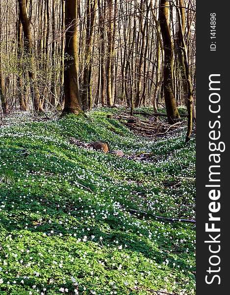 Forest with flowers in springtime