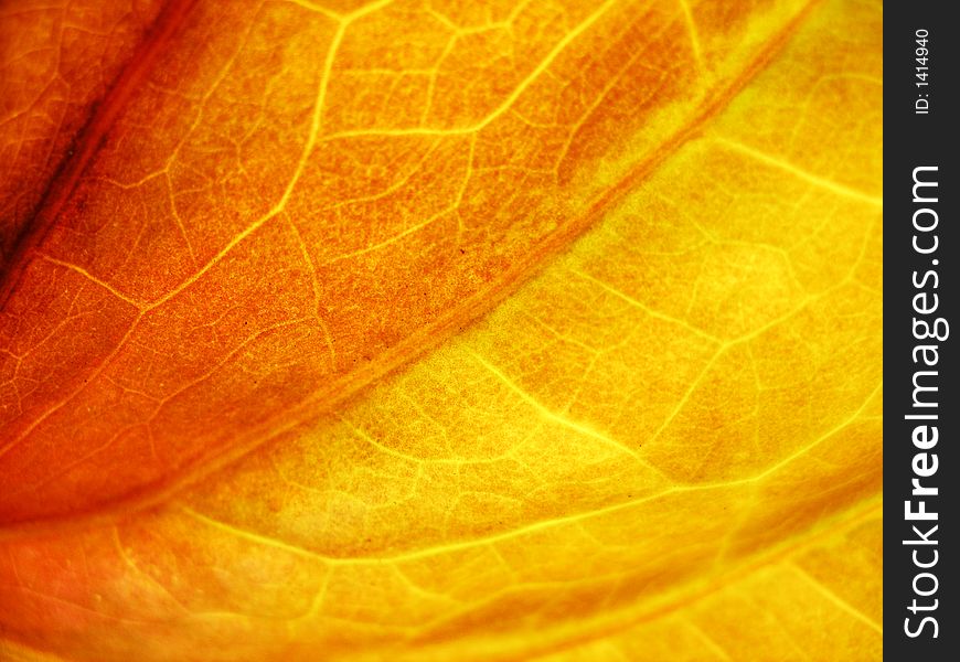 Close up of an autumn  leaf useful for fall backgrounds. Close up of an autumn  leaf useful for fall backgrounds