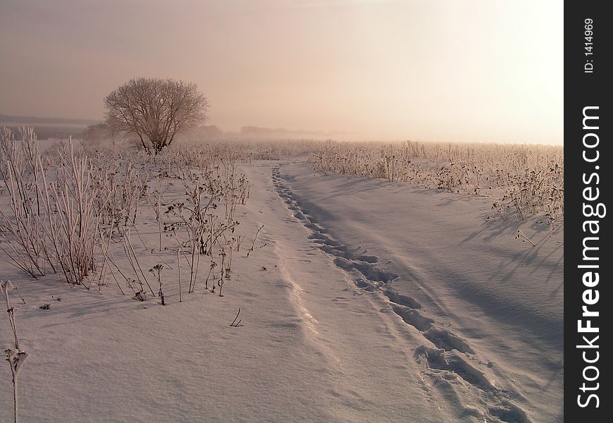 It is dear in a fog. A winter landscape. On a dawn.